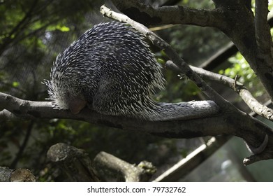 Prehensile Tailed Porcupine (Coendous)