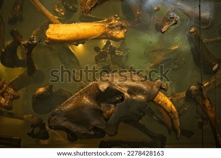 Prehistoric bones and the skull of saber-tooth cat, Smilodon fatalis, in a block of resin at the La Brea Tar Pits, Los Angeles, California