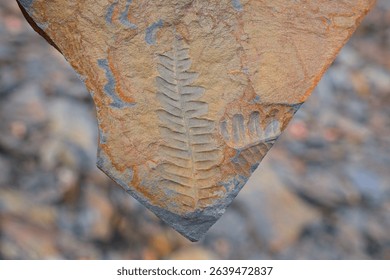 Prehistoric fern fossil revealing intricate leaf patterns pressed deeply into weathered stone surface, preserving botanical details from distant geological era