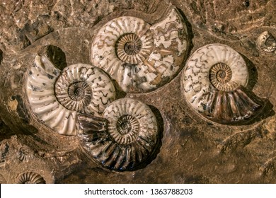Die prähistorische Fossiliengruppe der Asteroceras stellare, True Star Ammonite.
