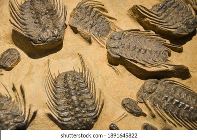 Prehistoric fossilized insects on yellow sand