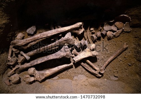 Prehistoric human bone remains. Ancient skeleton discovered by archeologists, scientist analyzing and doing research of bones in the ground