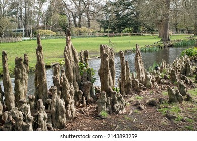 Prehistoric Looking  Swamp Cypress Tree Roots At The Woodland Gardens In Bushy Park Surrey