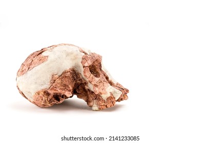prehistoric man skull, Hominid Skull or Sahelanthropus tchadensis isolated on white background with space for text - Shutterstock ID 2141233085