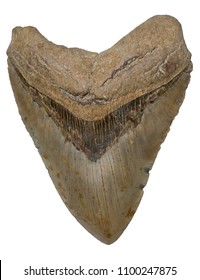 Prehistoric Megalodon Shark Tooth Isolated Stock Photo 1100247875 ...