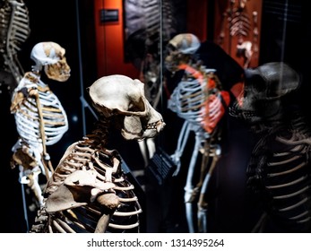 Prehistoric Primate Skeleton​s With​ Thier Reflection​ On​ Clear​ Glass​ At​ Natural​ History​ Museum, London.​ Shot​ On​ 13feb2019.