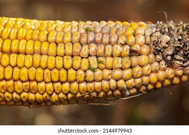 Premature germination and sprouting of corn kernels on cob, ear of corn. Farming, crop yield and agronomy concept