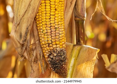 Premature germination and sprouting of corn kernels on cob, ear of corn. Farming, crop yield and agronomy concept