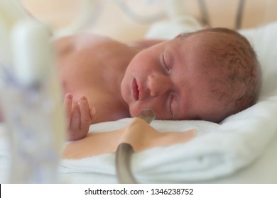 Premature Newborn Baby In The Hospital Incubator. Neonatal Intensive Care Unit 