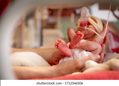 Premature newborn baby incubator ICU