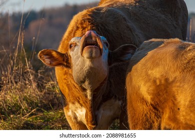 Premium Beef Cattle On Durham Farms Ontario Canada 