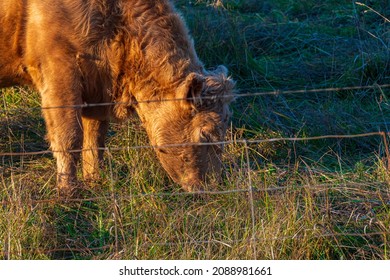 Premium Beef Cattle On Durham Farms Ontario Canada 