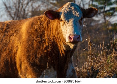 Premium Beef Cattle On Durham Farms Ontario Canada 