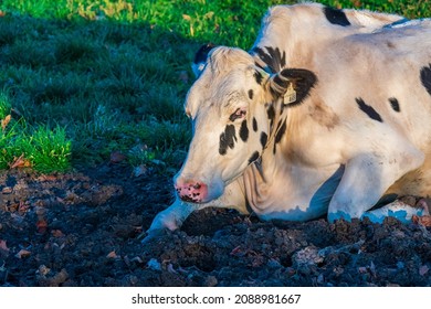 Premium Beef Cattle On Durham Farms Ontario Canada 