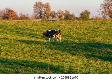 Premium Beef Cattle On Durham Farms Ontario Canada 