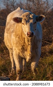 Premium Beef Cattle On Durham Farms Ontario Canada 