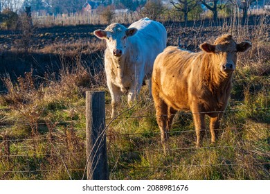 Premium Beef Cattle On Durham Farms Ontario Canada 