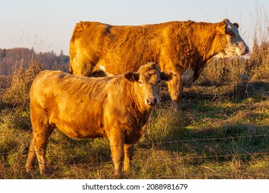 Premium Beef Cattle On Durham Farms Ontario Canada 