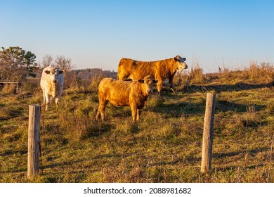 Premium Beef Cattle On Durham Farms Ontario Canada 