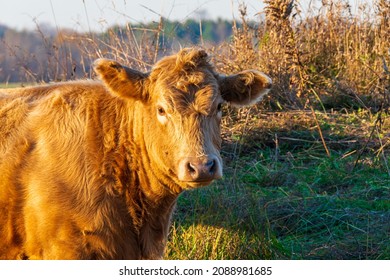 Premium Beef Cattle On Durham Farms Ontario Canada 