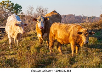 Premium Beef Cattle On Durham Farms Ontario Canada 