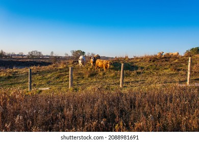 Premium Beef Cattle On Durham Farms Ontario Canada 