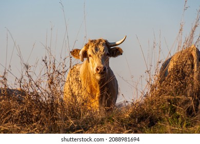 Premium Beef Cattle On Durham Farms Ontario Canada 