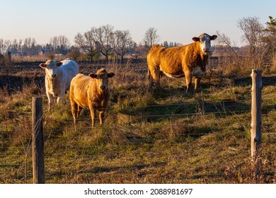 Premium Beef Cattle On Durham Farms Ontario Canada 