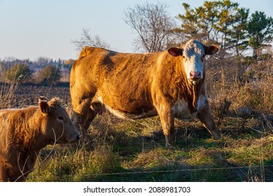 Premium Beef Cattle On Durham Farms Ontario Canada 