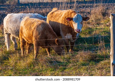 Premium Beef Cattle On Durham Farms Ontario Canada 