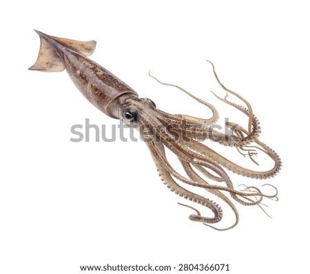 Premium Giant Squid Swimming Dynamically With Long Isolated On White Background