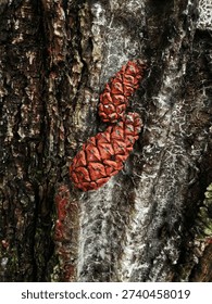 A premium macro shot of two reddish pine cones on aged, rough tree bark. This organic texture with earthy tones is ideal for autumn designs, forestry backgrounds, and rustic nature-themed projects.#PineCones #TreeBark #NatureTexture #ForestAesthetic #AutumnVibes #RusticBackdrop #MacroNature #BotanicalPhotography #EarthyTones #WoodlandDetails