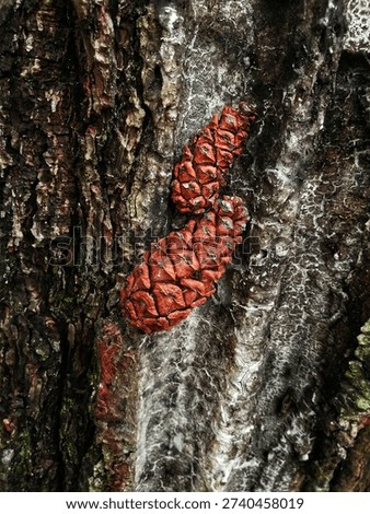 A premium macro shot of two reddish pine cones on aged, rough tree bark. This organic texture with earthy tones is ideal for autumn designs, forestry backgrounds, and rustic nature-themed projects.#PineCones #TreeBark #NatureTexture #ForestAesthetic #AutumnVibes #RusticBackdrop #MacroNature #BotanicalPhotography #EarthyTones #WoodlandDetails