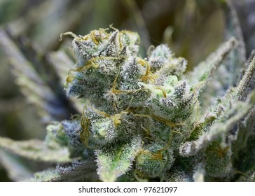 Marijuana Buds Images Stock Photos Vectors Shutterstock