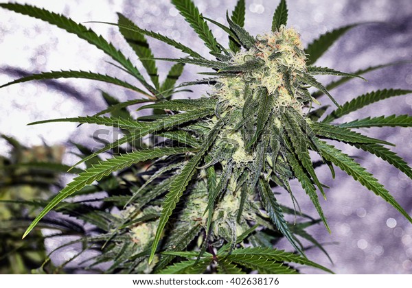 Premium Marijuana Plant Budding Orange Hairs Stock Photo Edit Now