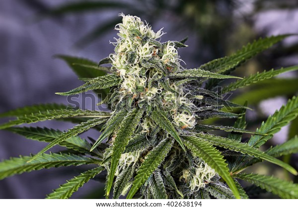 Premium Marijuana Plant Budding Orange Hairs Stock Photo Edit Now