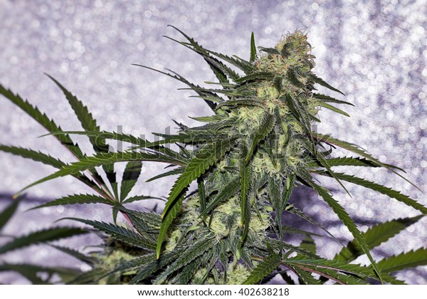 Premium Marijuana Plant Budding Orange Hairs Stock Photo Edit Now