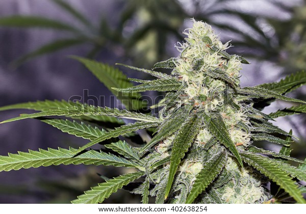 Premium Marijuana Plant Budding Orange Hairs Stock Photo Edit Now