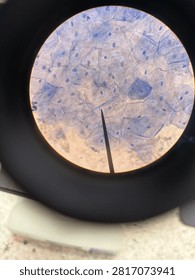 Premium-quality microscopic image of human cheek epithelial cells with outstanding clarity, sharp cellular details, and vividly stained nuclei. An excellent reference for biology, cytology, histology, medical education, laboratory research, textbooks, and scientific publications.