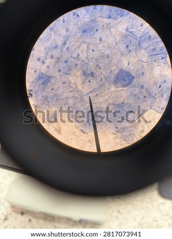 Premium-quality microscopic image of human cheek epithelial cells with outstanding clarity, sharp cellular details, and vividly stained nuclei. An excellent reference for biology, cytology, histology, medical education, laboratory research, textbooks, and scientific publications.
