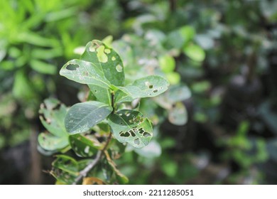 Premna microphylla attacked by pests - Shutterstock ID 2211285051
