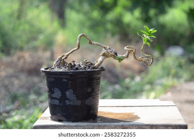 The Premna tree is in the process of creating a bonsai.