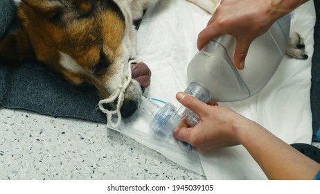 Preoxygenation technique in dog with oxygen mask. Doctor prepares dog for anesthesia . High quality photo