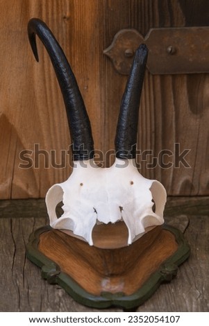 a preparat of a chamois trophy from a old abnormal male Imagine de stoc © 