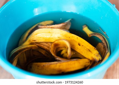 Preparation of organic fertilizer from banana peel soaked in water