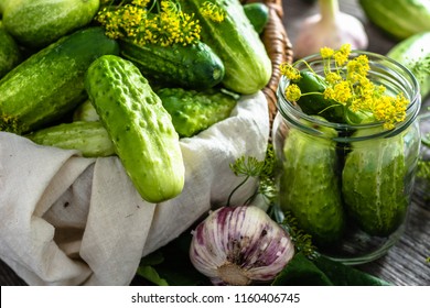 Preparation Pickling Cucumber. Fresh Herbs, Dill, Garlic And Cucumbers In Jar. Preserves For Winter.