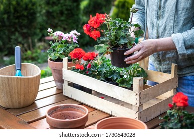 Preparation for planting in garden. Florist putting geranium flowers into wood crate