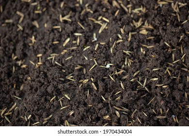 Preparation And Sowing Of A Grass Lawn, Grass Seeds, Spring