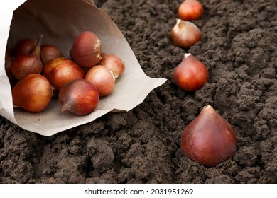 Preparation for spring planting of tulip bulbs in a flower garden. Planting tulip bulbs in the ground in the fall in your garden.
