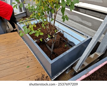 preparation for tying the root ball of tree in flower pot. mixed planting with perennials in white conical flowerpot at entrance to the glass office building. bind against refutation, cube, rectangle